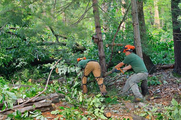 Best Tree Cutting Near Me  in Stevenson, AL